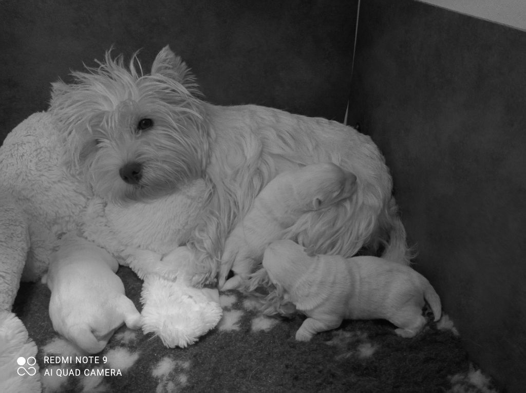 chiot West Highland White Terrier Des Ecossais Du Grand Bois