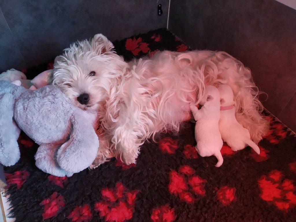 Des Ecossais Du Grand Bois - West Highland White Terrier - Portée née le 20/09/2018
