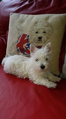 chiot West Highland White Terrier Des Ecossais Du Grand Bois