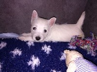 Des Ecossais Du Grand Bois - West Highland White Terrier - Portée née le 01/08/2017