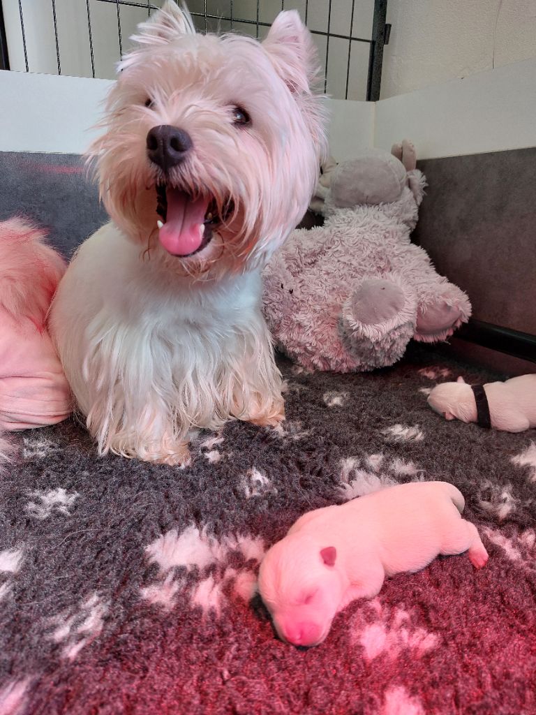 chiot West Highland White Terrier Des Ecossais Du Grand Bois