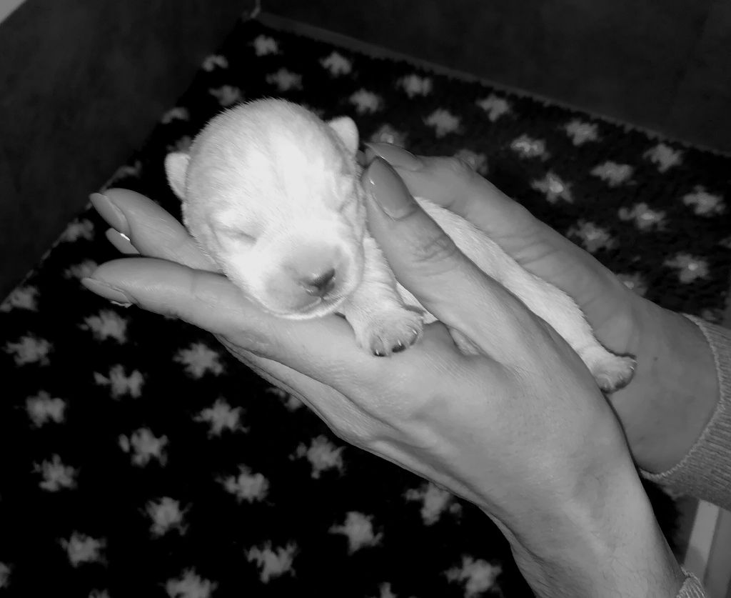 Des Ecossais Du Grand Bois - West Highland White Terrier - Portée née le 14/02/2018