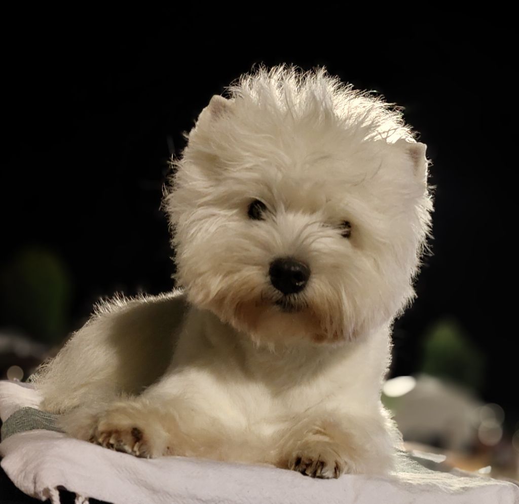 June havana Des Ecossais Du Grand Bois