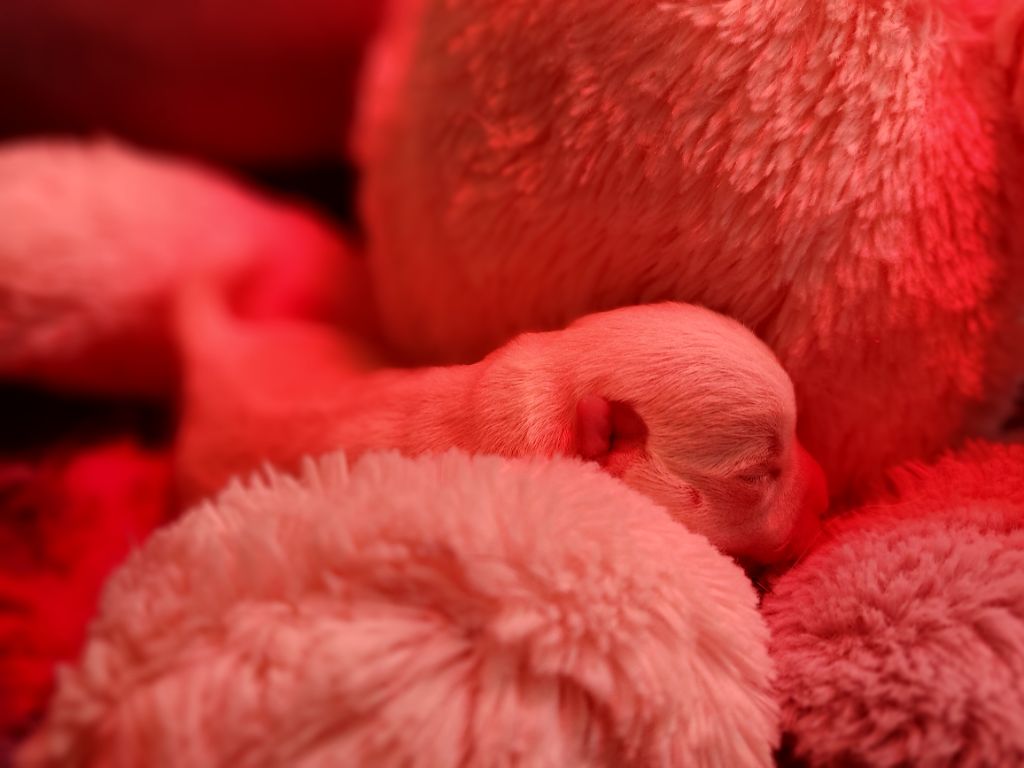 Naissance à l'élevage  