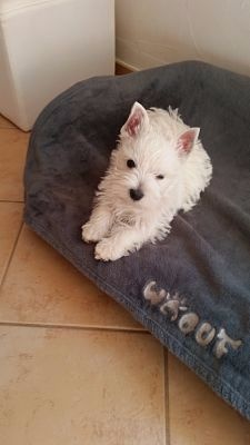 Portée June naissance le 30/01/15