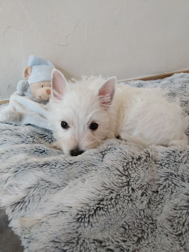 Portée Muscade naissance le 20/09/18