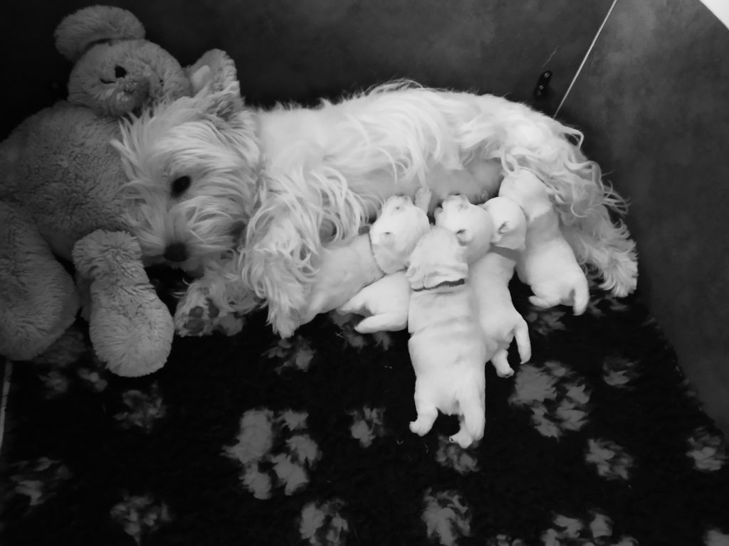 Chiot West Highland White Terrier Des Ecossais Du Grand Bois